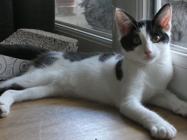 Alfie