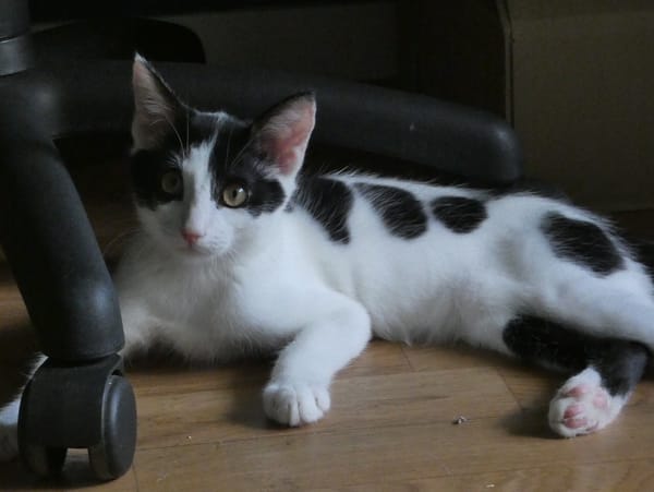 Alfie