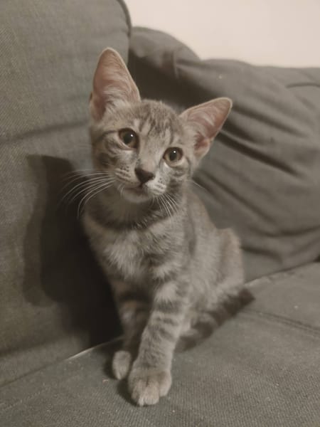 Anya