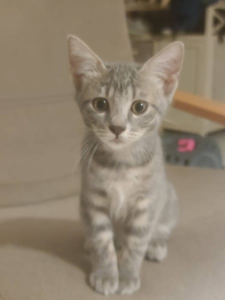 Anya