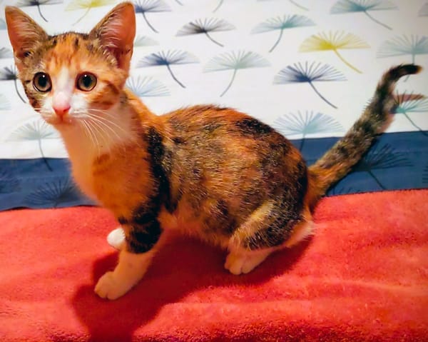 LUNA