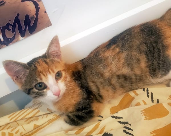 LUNA