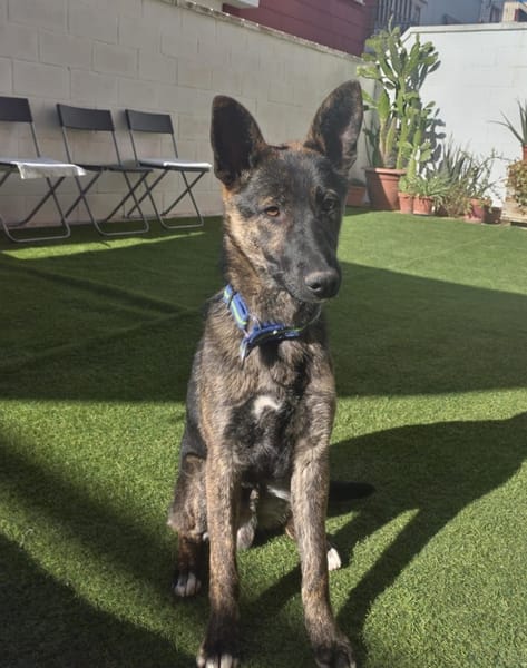 LUQUE (Union animal )