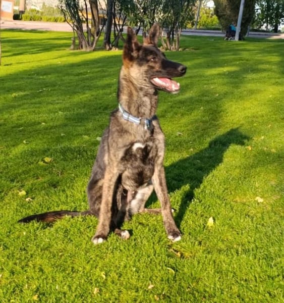 LUQUE (Union animal )