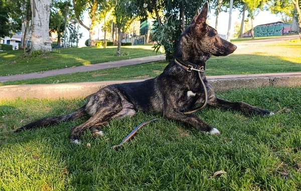 LUQUE (Union animal )