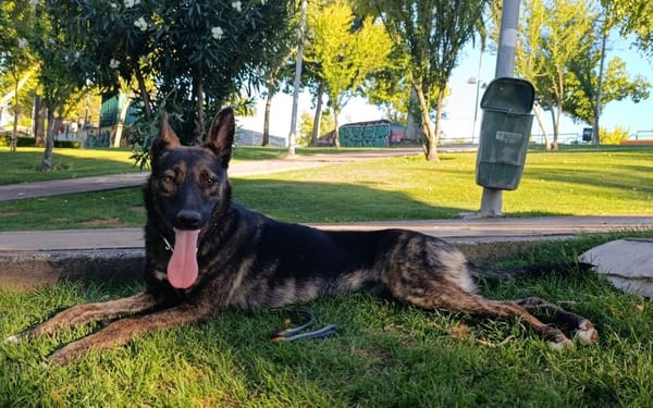 LUQUE (Union animal )