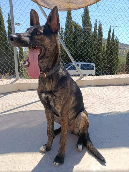 LUQUE (Union animal )