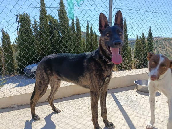 LUQUE (Union animal )