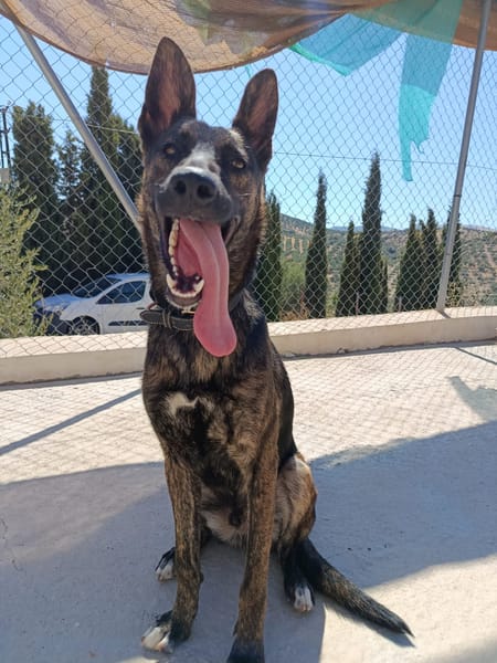 LUQUE (Union animal )