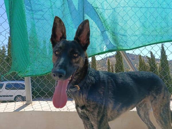 LUQUE (Union animal )