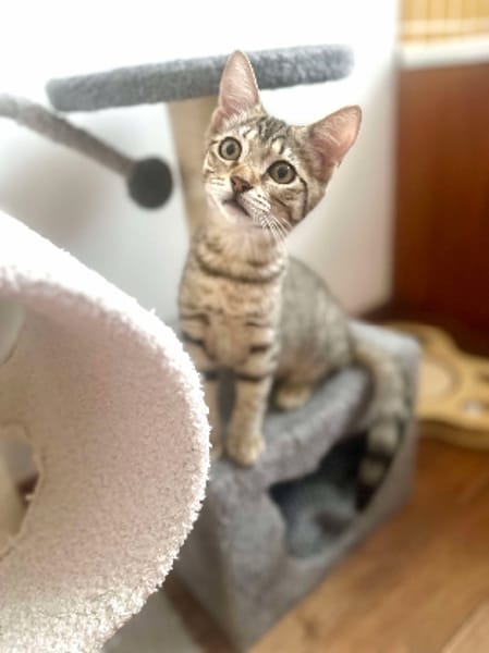 Mika