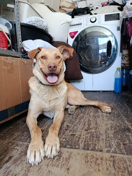 AVION  (Union animal)
