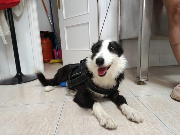 BRUMA (union animal)
