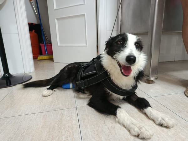 BRUMA (union animal)