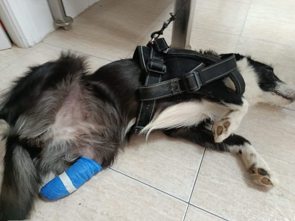 BRUMA (union animal)