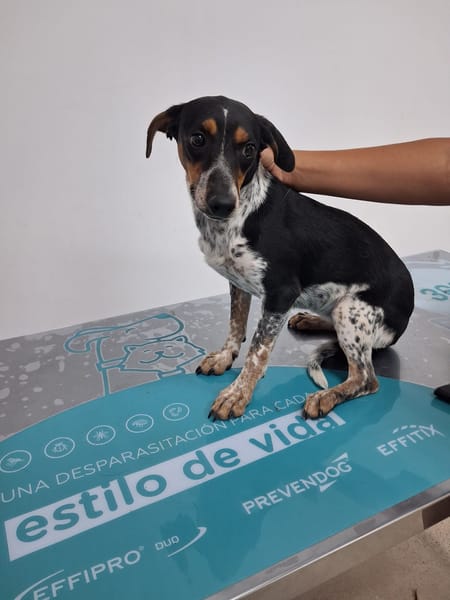 Adela