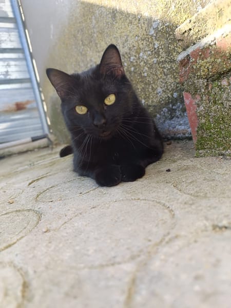 Sombra