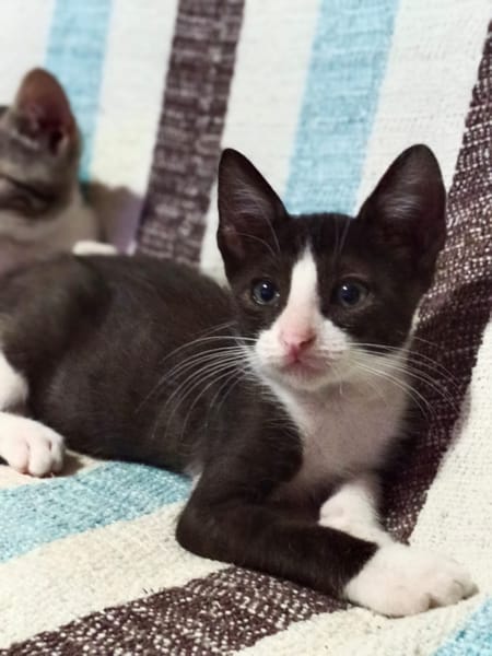 Oreo