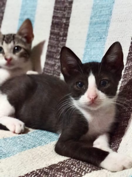 Oreo