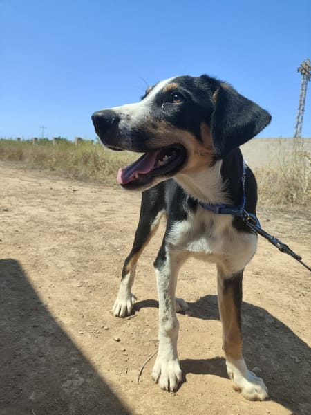 CARLOS (Maria)