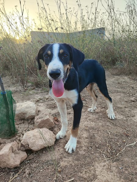 CARLOS (Maria)