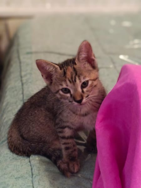 Lili
