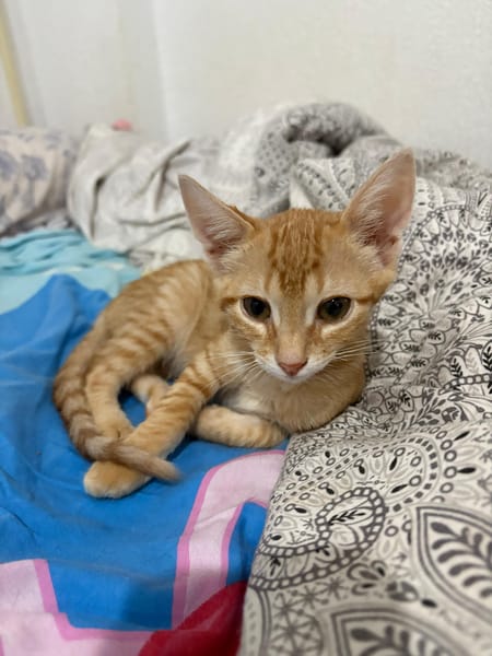 Dorito