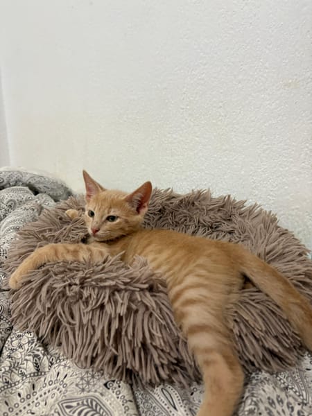 Dorito