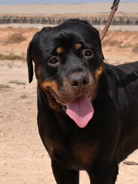 PEDRO (Maria)