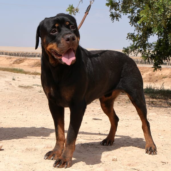 PEDRO (Maria)