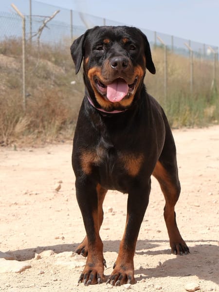 PEDRO (Maria)