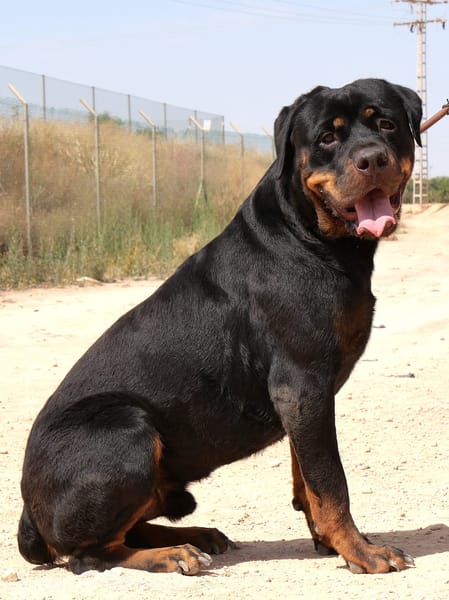 PEDRO (Maria)