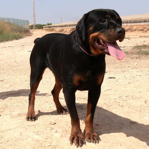 PEDRO (Maria)