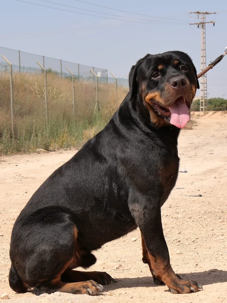 PEDRO (Maria)