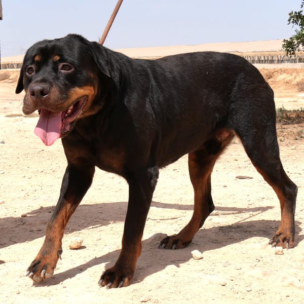 PEDRO (Maria)
