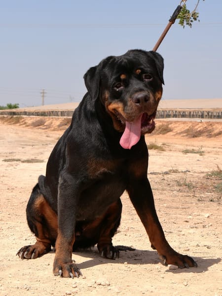 PEDRO (Maria)