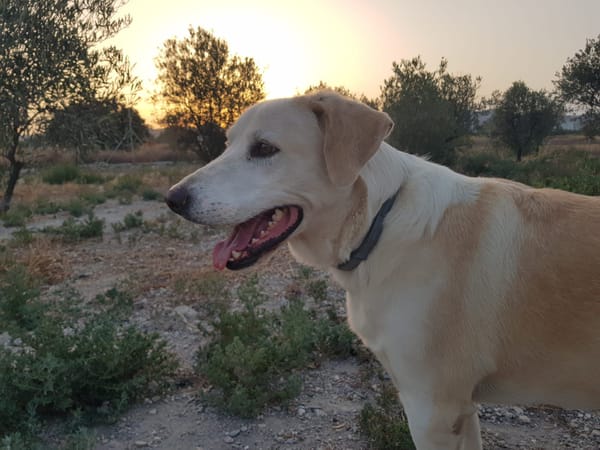 ROCO (Martina)