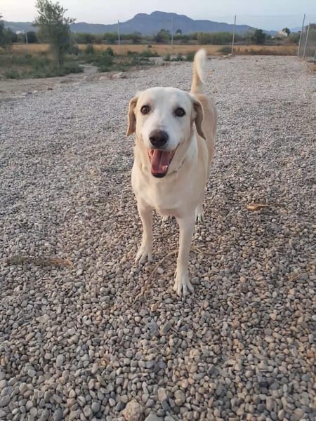 ROCO (Martina)