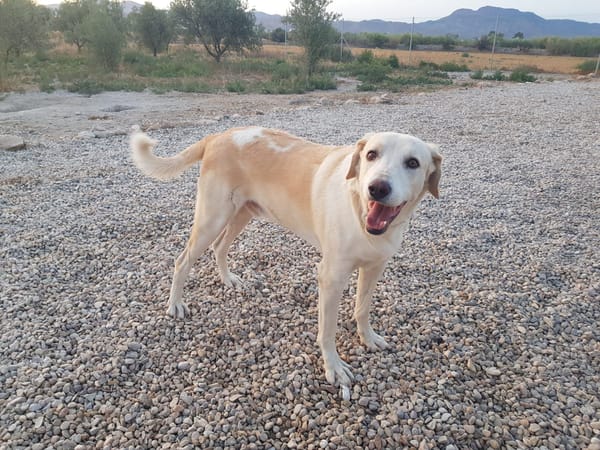 ROCO (Martina)