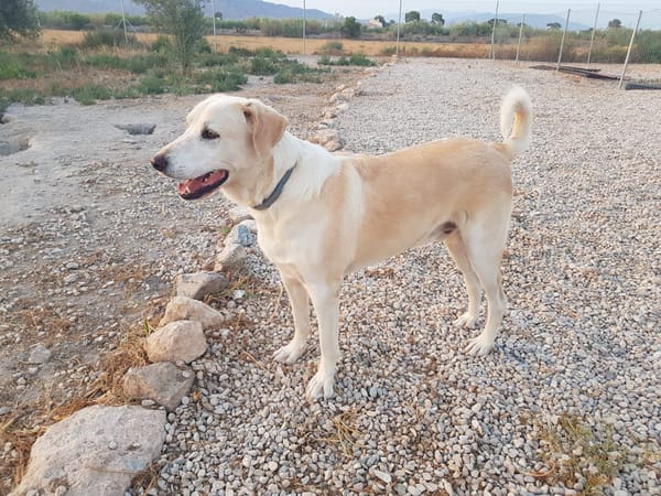ROCO (Martina)