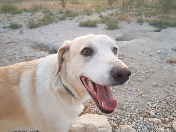 ROCO (Martina)