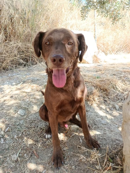 TENDER (union animal)