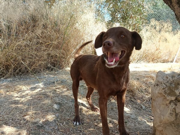 TENDER (union animal)