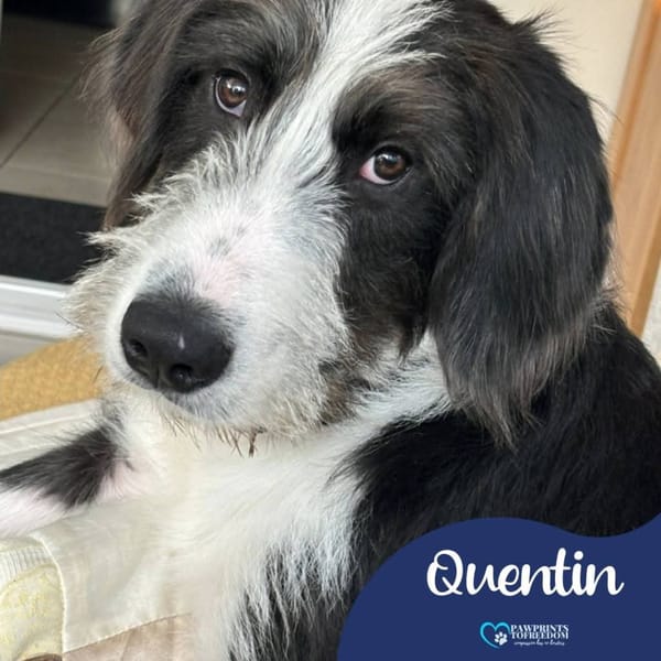 Quentin