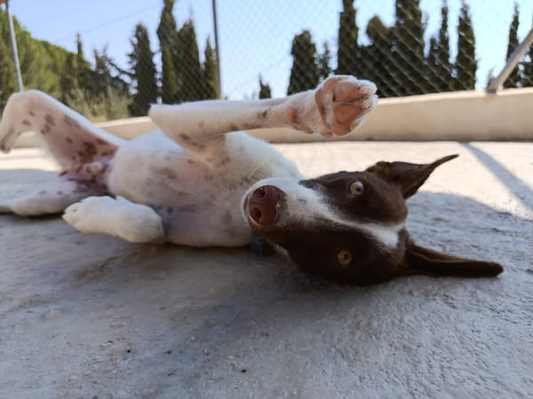 XISCO (union animal)