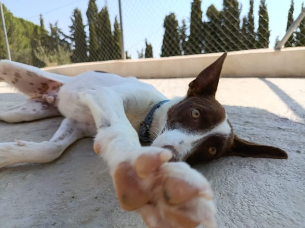 XISCO (union animal)