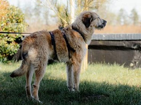Wonneproppen Lapo sucht Zuhause
