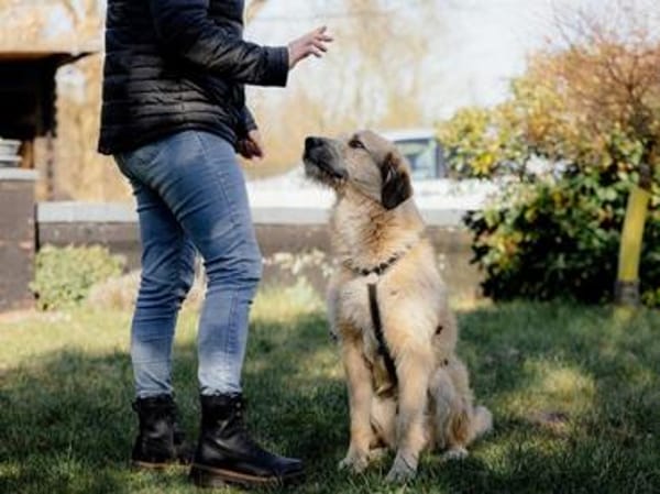 Wonneproppen Lapo sucht Zuhause