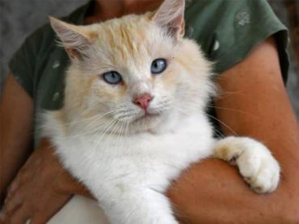 Traumkater Arturo sucht Zuhause