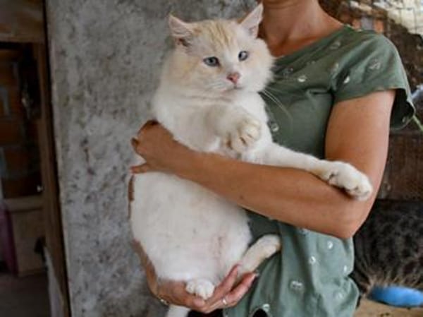 Traumkater Arturo sucht Zuhause